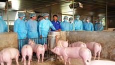 Dịch tả lợn Châu Phi không lây sang người nhưng cơ quan chức năng đang khẩn trương diệt dịch 