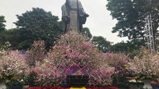 Hoa anh đào nở rộ và khoe sắc rực rỡ trước giờ khai mạc lễ hội