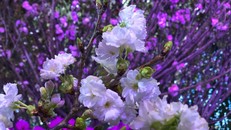 Lễ hội Lễ hội hoa anh đào Nhật – Hà Nội 2019 sẽ diễn ra từ ngày 29-31/3.