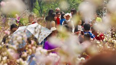 Đông đảo người dân nô nức cùng nhau đi thưởng thức vẻ đẹp của hoa anh đào Nhật Bản ngay giữa lòng Thủ đô Hà Nội