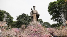 Người dân nô nức thưởng lãm hoa anh đào Nhật Bản nở rộ bên hồ Hoàn Kiếm