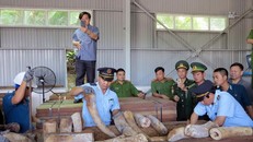 Lực lượng chức năng đang kiểm tra lô hàng, thu giữ nhiều ngà voi được cất giấu trong các hộp gỗ xẻ. (Ảnh: TTXVN)
