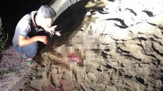 Hiện trường nơi bé trai khoảng 7 tuổi bị đàn chó gần 10 con của chủ nhà trọ cắn tử vong ở Hưng Yên. 