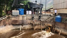 Nước thải của Công ty Trách nhiệm hữu hạn Một thành viên Hapaco Đông Bắc. (Ảnh: V.H/Vietnam+)