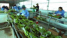 Sơ chế, đóng gói sản phẩm chuối xanh xuất khẩu. (Ảnh: Vũ Sinh/TTXVN)