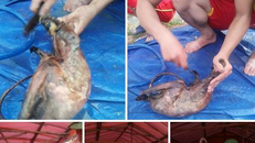 Trước đó, chủ nhân này đã đăng lên Facebook khoe ảnh giết thịt chồn bay