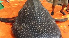 Hình ảnh con cá bị giết thịt ở biển Sầm Sơn được chính quyền địa phương khẳng định là cá diều hoa, không phải cá voi nhám như thông tin xôn xao trên mạng xã hội Facebook