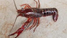 Kiểm soát, ngăn chặn tôm càng đỏ tại các cửa khẩu ở Lào Cai