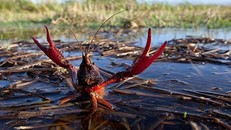 'Tôm càng đỏ Trung Quốc không thể đấu với tôm hùm Việt Nam'