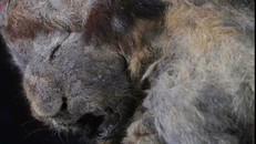  Xác ướp sư tử con được tìm thấy