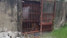 Chuồng nhốt con hổ cắn người dân được xây dựng rất sơ sài - Ảnh: TTXVN