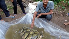 Ông Huỳnh Chánh và con rùa biển 34 kg bắt được trước sông nhà.