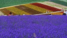 Đi Nhật Bản mùa hoa lavender nở: Những cánh đồng sắc màu