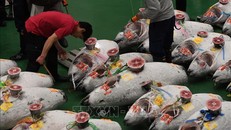 Cá ngừ được bày bán đấu giá tại chợ cá Toyosu mới ở thủ đô Tokyo, Nhật Bản. Ảnh: AFP/TTXVN