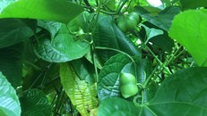  Cây Sachi được nhiều nông dân Tây Nguyên chọn trồng. 