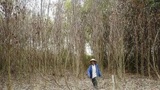 Rừng cây keo chết khô ở xã Bình Phú, H.Bình Sơn