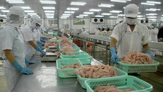 Chế biến cá tra xuất khẩu Ảnh: Cảnh Kỳ