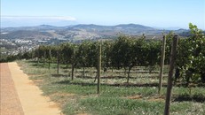 Trang trại nho tại Cape Town, Nam Phi.