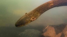 Loài lươn điện mới có tên Electrophorus voltai có thể phát ra luồng điện lên tới 860 volt. Ảnh: AFP.