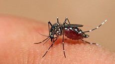 Bộ Y tế cập nhật kiến thức mới chẩn đoán, điều trị bệnh sốt xuất huyết