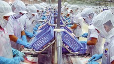 Quy trình chế biến cá tra xuất khẩu tại một doanh nghiệp.