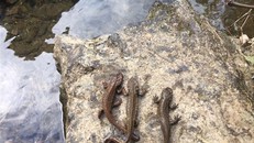 Loài cá lạ có chân mà người dân ghi nhận được ở Cao Bằng là loài cá cóc Quảng Tây. Ảnh: Hoàng Phúc