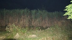 Hiện trường nơi phát hiện thi thể cháu bé. 