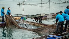 Quy hoạch thủy sản sẽ do các tỉnh chủ động cân đối để phù hợp với sức sản xuất và thị trường chung - Ảnh: VGP/Đỗ Hương