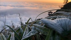 Sương muối phủ trắng trên đỉnh Fansipan, Lào Cai. Ảnh: Quốc Khánh/TTXVN