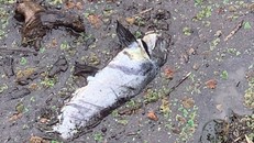 Nước sông Macleay giờ trở thành hỗn hợp cá chết, thực vật thối rữa và bùn. Ảnh: Larry Newberry.