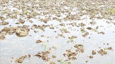 Các địa phương của tỉnh Nam Định lấy nước chuẩn bị gieo cấy. Ảnh: Công Luật/TTXVN