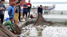 Người dân vớt cá chết để đưa đi chôn lấp, ngày 6/3/2020. 