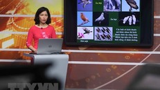 Nhiều địa phương đã tổ chức dạy học trên truyền hình khi dịch COVID -19 còn diễn biến phức tạp. Ảnh: TTXVN