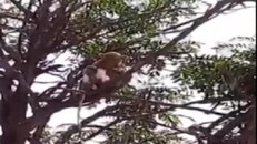 Đàn khỉ trèo lên cây sau khi cướp mẫu xét nghiệm COVID-19. 