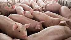 Lô 500 con lợn nhập từ Thái Lan về đến Việt Nam