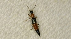Kiến ba khoang có tên khoa học là Paederus fuscipes Curtis (Staphylinidae, Coleoptera), trong cơ thể chúng có chứa pederin, độc tính gây bỏng.