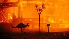 Khoảng 480 triệu động vật có vú cùng các loài chim và bò sát đã bị thiêu cháy trong các vụ cháy rừng trên khắp nước Australia