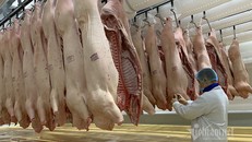 Giá thịt lợn tại chợ đầu mối, trên thị trường bán lẻ cũng dần hạ nhiệt