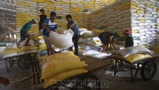 Chuẩn bị nguồn hàng gạo xuất khẩu tại Công ty Lương thực sông Hậu (Tổng công ty Lương thực miền Nam). Ảnh: Vũ Sinh/TTXVN