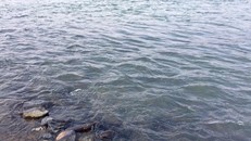 Những ngày gần đây, nước sông Hồng đoạn chảy qua TP Lào Cai lại xanh trong chứ không có màu hồng đục như thường thấy.