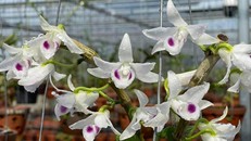 Sẽ tăng cường công tác quản lý thuế đối với hoạt động kinh doanh liên quan đến “lan đột biến”. 