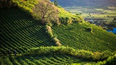 Nghỉ dưỡng đồi núi được dự báo tăng trưởng nhanh hậu Covid - 19