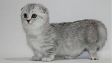 Theo gia đình bà Th. con mèo mà gia đình bà bị Hùng và Hà chiếm đoạt là giống mèo cảnh chân ngắn, hiện đang có giá thị trường khoảng 10 triệu đồng (Ảnh minh hoạ)