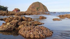 Hệ sinh thái san hô ở Hòn Yến phân bố tầng nông và rất nông trên nền đất cát và đá núi lửa rất đặc trưng. 