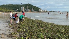 Nhiều ngày qua, một lượng lớn rác từ ngoài biển đã tràn vào các bãi biển của TP. Vũng Tàu gây ảnh hưởng tới cảnh quan, vệ sinh môi trường, đặc biệt là tại các bãi tắm và chưa có dấu hiệu dừng lại.