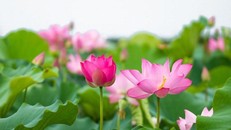 Lối sống đạo đức qua lời Phật dạy