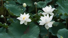 Trao gửi sự lương thiện vào đúng người, đúng việc chính là đang tu dưỡng chính mình