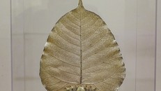 Chiếc lá cao chừng 25cm, rộng gần 20cm.