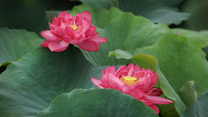 Hãy tận dụng từng điều thiện để 'gia cố' cuộc đời mình