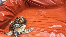 Cá thể rùa biển quý hiếm được bàn giao cho Trạm Bảo tồn Động vật Hoang dã Dầu Tiếng (huyện Dầu Tiếng, tỉnh Bình Dương). 